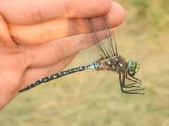 Aeshna interrupta interrupta