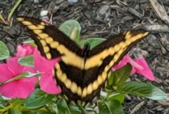 Heraclides cresphontes