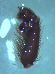 Plesiopelma