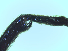 Plesiopelma