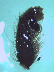 Plesiopelma