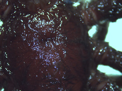 Plesiopelma