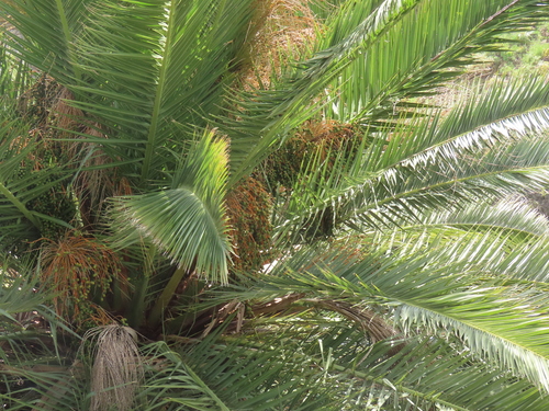 Phoenix canariensis image