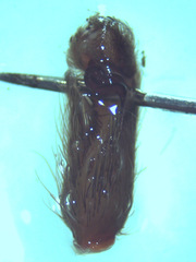 Plesiopelma