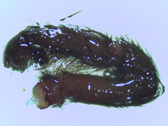 Plesiopelma