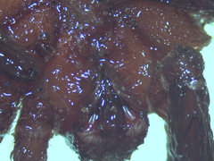 Plesiopelma