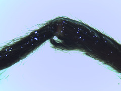 Plesiopelma