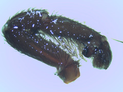 Plesiopelma
