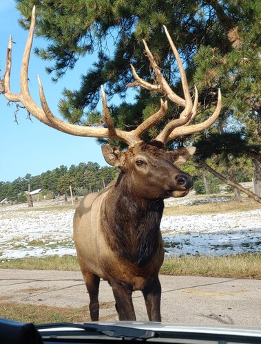 Elk photographed in South Dakota