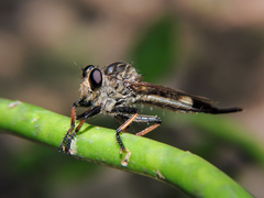Efferia bimaculata