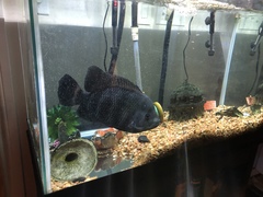 Heterotilapia buettikoferi