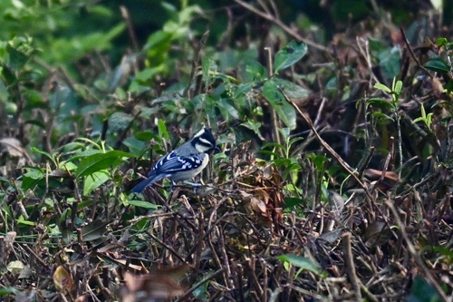 Indian Black-lored Tit (Machlolophus aplonotus), photo 8