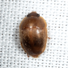 Amphicrossus ciliatus