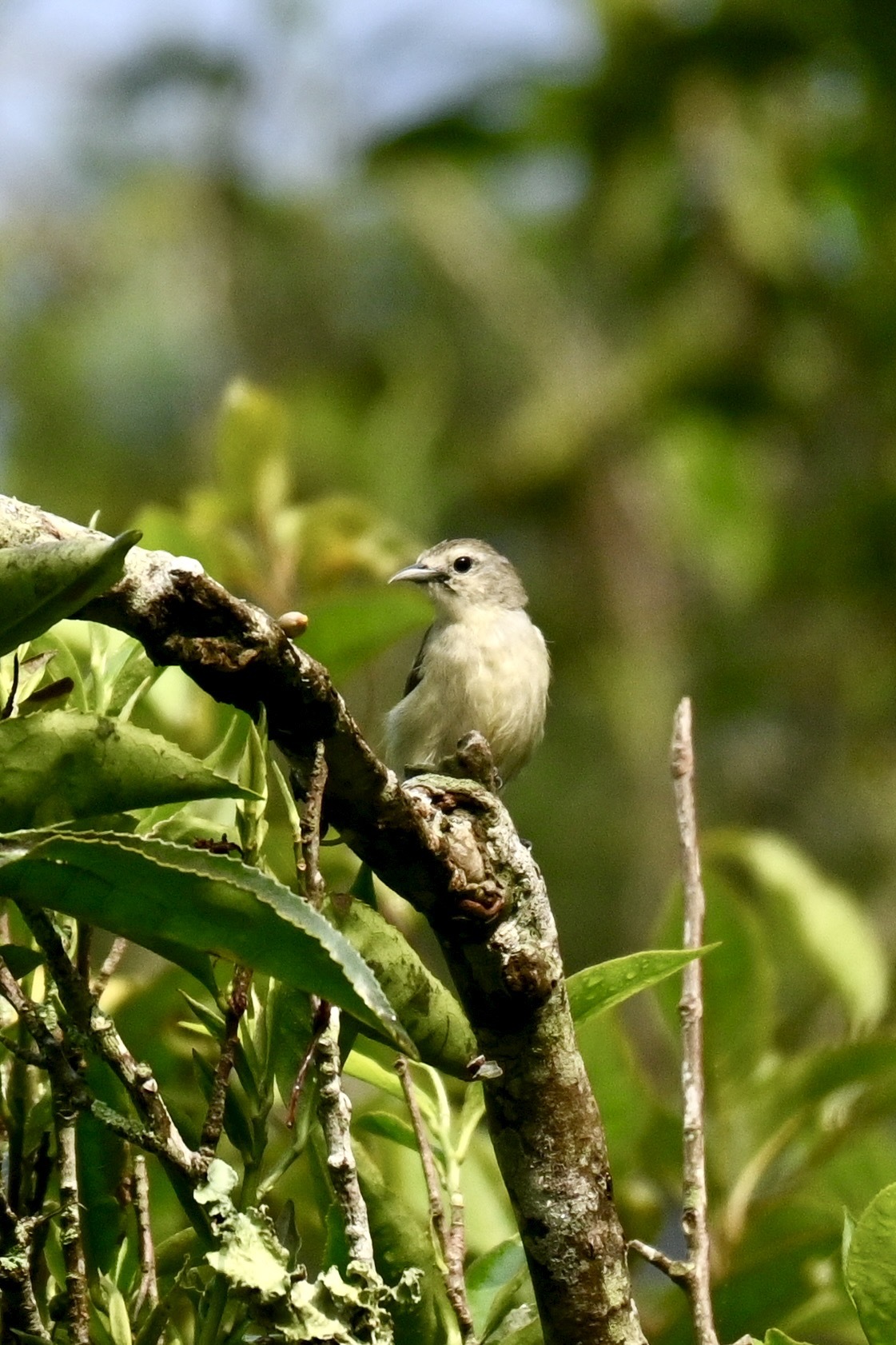 Nilgiri Flowerpecker (Dicaeum concolor), photo 5