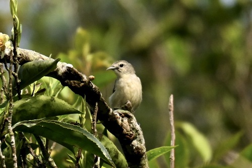Nilgiri Flowerpecker (Dicaeum concolor), photo 10