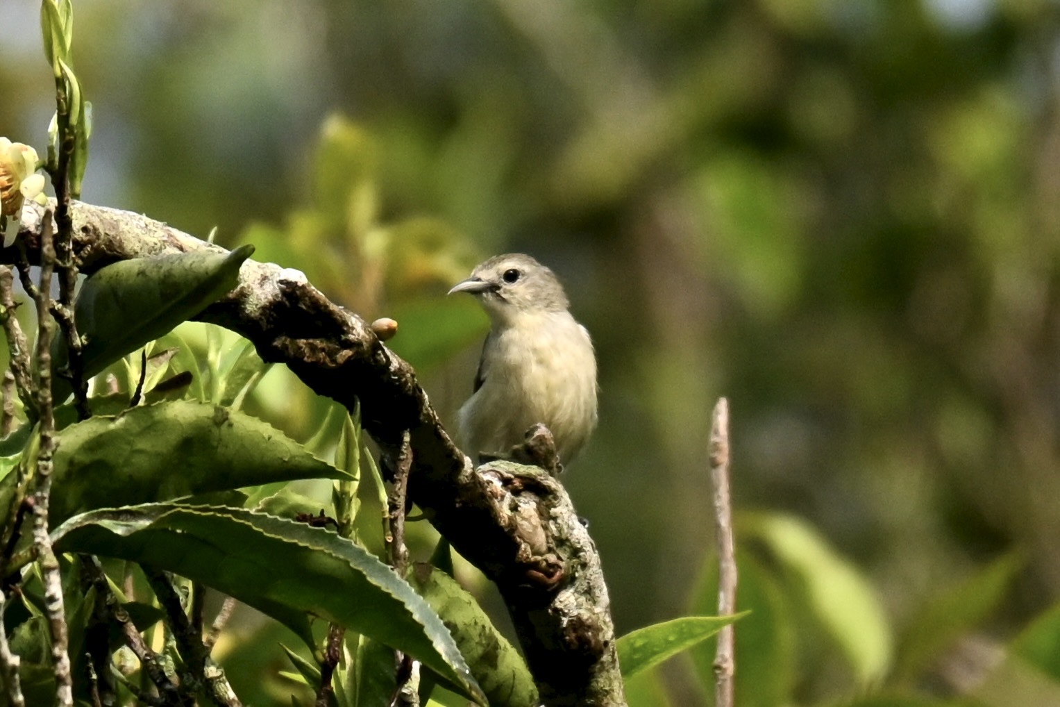 Nilgiri Flowerpecker (Dicaeum concolor), photo 6