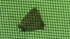 Satyrium calanus