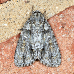 Acronicta ovata
