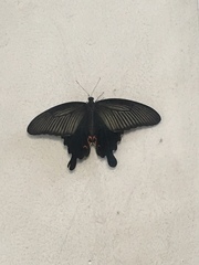 Papilio demetrius