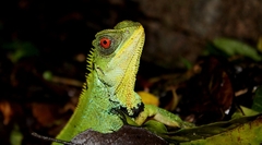 Enyalioides oshaughnessyi