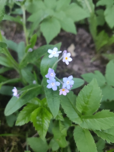 Miškinė neužmirštuolė