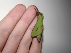 Aenetus blackburnii