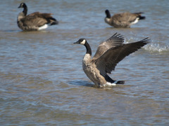 Branta canadensis
