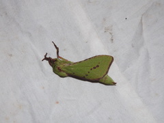Aenetus blackburnii