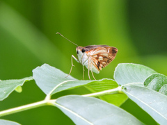 Vettius fantasos