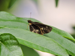 Vettius fantasos