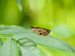 Vettius fantasos
