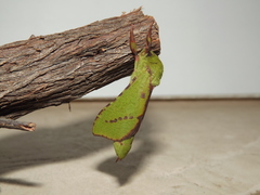 Aenetus blackburnii