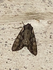Xylenini