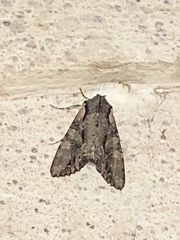Xylenini