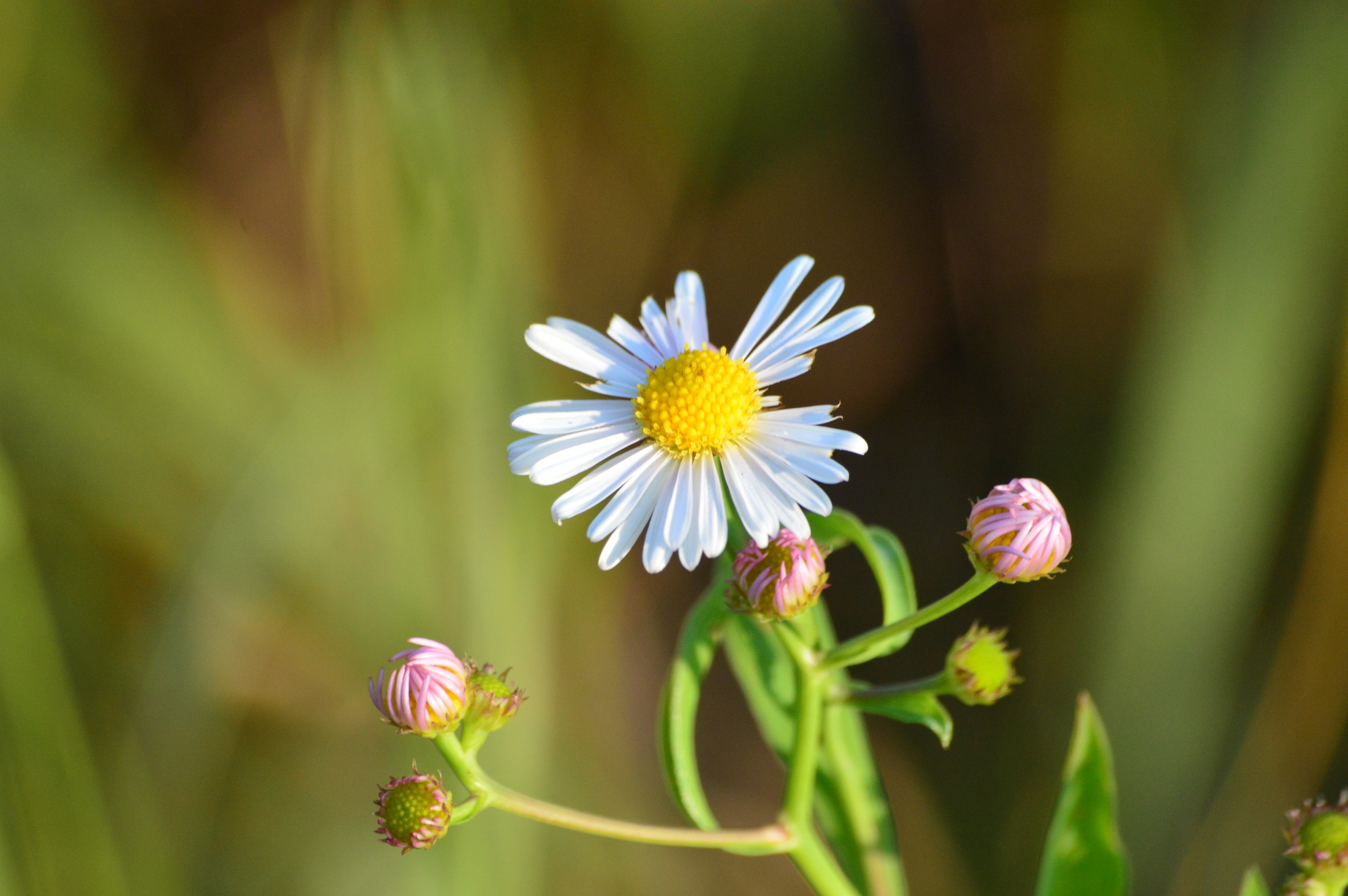 Boltonia asteroides