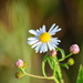 White Doll's-Daisy - Photo (c) Mark Kluge, some rights reserved (CC BY-NC-ND)