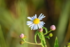 False Aster - Photo (c) Mark Kluge, some rights reserved (CC BY-NC), uploaded by Mark Kluge