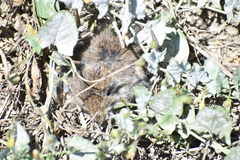 Microtus californicus