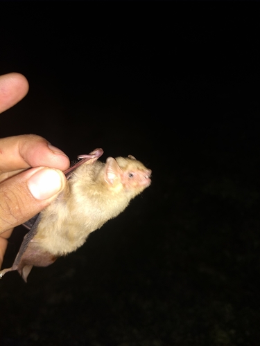 Northern Yellow Bat