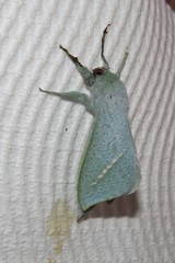 Aenetus eximia