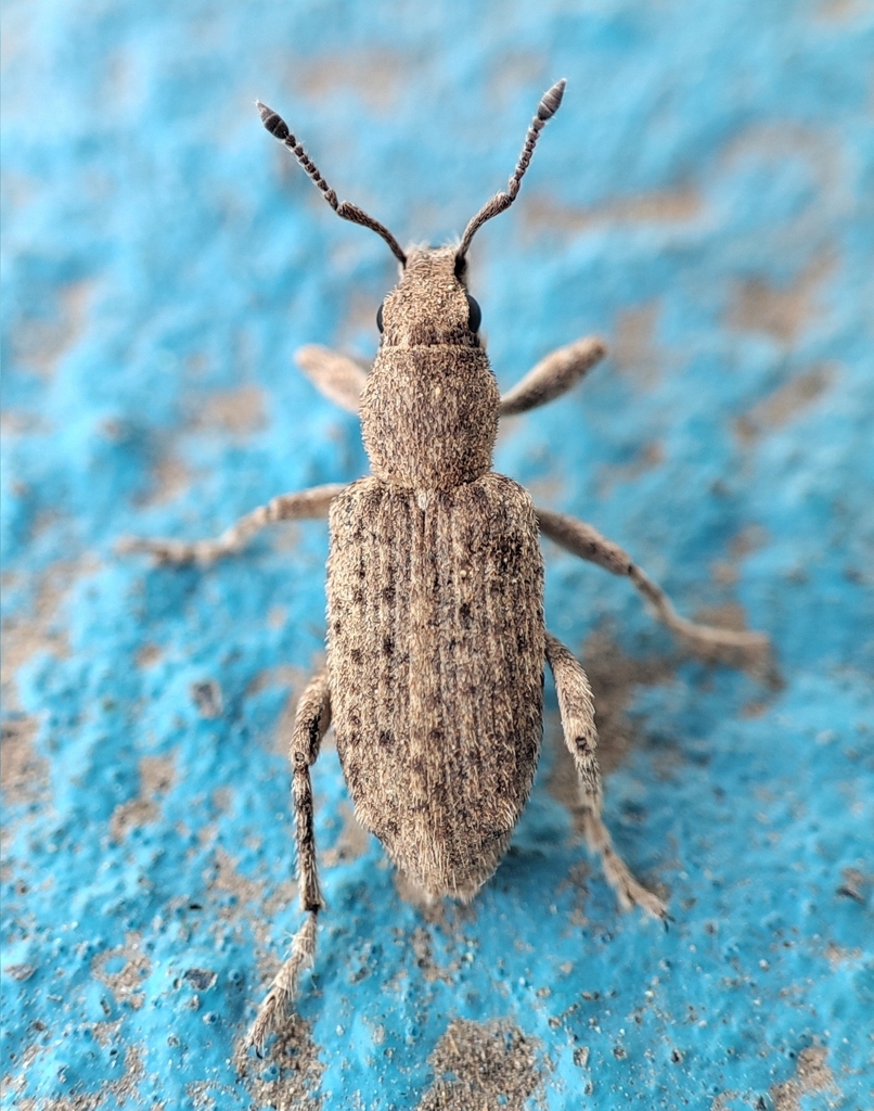 Phacephorus umbratus