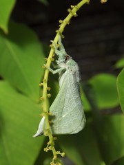 Aenetus eximia