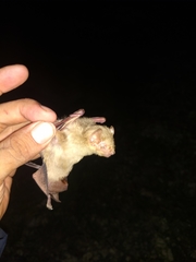 Lasiurus intermedius