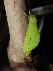Aenetus eximia