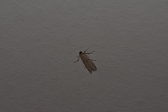 Phycitodes lacteella