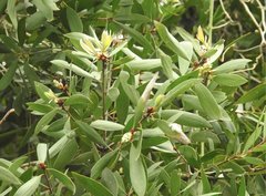Melaleuca cajuputi cumingiana