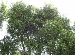 Melaleuca cajuputi cumingiana