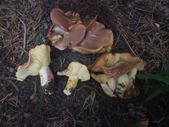 Calocybe onychina