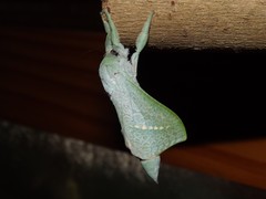Aenetus eximia