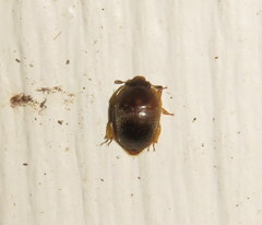Amphicrossus ciliatus